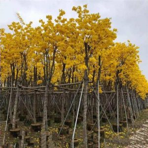 CÂY PHONG LINH HOA VÀNG