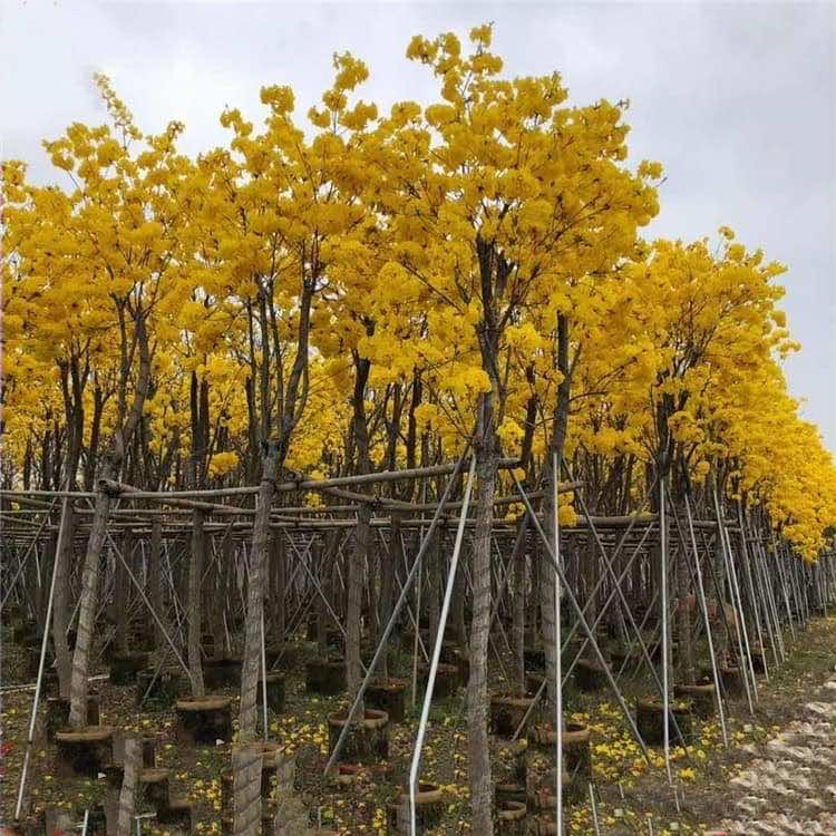 cay-phong-linh-hoa-chuong-dam-u